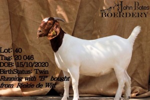 2x BOER GOAT EWE FLOCK WEAN JOHN BOTES BOERDERY (BUY PER ANIMAL TO TAKE LOT)