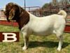 1x BOER GOAT EWE FLOCK JOHN BOTES BOERDERY - 2