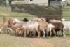 4X MEATMASTER OOI/EWE (PAY PER ANIMAL TO TAKE ALL)