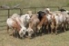 4X MEATMASTER OOI/EWE (PAY PER ANIMAL TO TAKE ALL) - 2