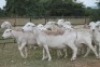 5X WIT DORPER OOI/EWE (PAY PER ANIMAL TO TAKE ALL) - 2