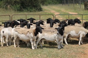 5X DORPER OOI/EWE (PAY PER ANIMAL TO TAKE ALL)