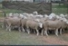 5X DORMER OOI/EWE (PAY PER ANIMAL TO TAKE ALL) - 2