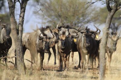 LOT 122 10x WILDEBEES KOEI/WILDEBEEST COW (PER STUK OM LOT TE NEEM/PER PIECE TO TAKE THE LOT)