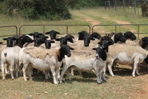 8X DORPER OOI/EWE (PAY PER ANIMAL TO TAKE ALL)