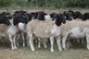 8X DORPER OOI/EWE (PAY PER ANIMAL TO TAKE ALL) - 2