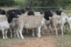 8X DORPER OOI/EWE (PAY PER ANIMAL TO TAKE ALL) - 3