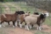 5X DORMER OOI/EWE (PAY PER ANIMAL TO TAKE ALL) - 2