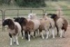 5X DORMER OOI/EWE (PAY PER ANIMAL TO TAKE ALL) - 3