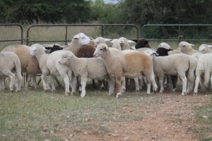 5X DORMER OOI/EWE (PAY PER ANIMAL TO TAKE ALL)