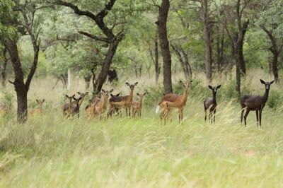 LOT 125 5x SAALRUG ROOIBOK OOI/SADDLEBACK IMPALA  EWE(PER STUK OM LOT TE NEEM/PER PIECE TO TAKE THE LOT)