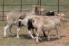 10X BASTER (PAY PER ANIMAL TO TAKE ALL) - 4