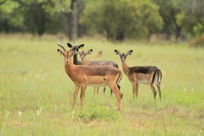 LOT 126 1x SAALRUG ROOIBOK RAM/SADDLE BACK IMPALA RAM