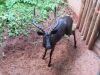 LOT 130 1x SWART ROOIBOK RAM/BLACK IMPALA RAM