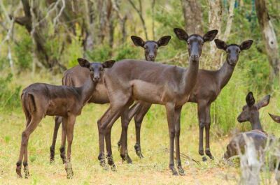 LOT 133 5x SWART ROOIBOK OOI/BALCK IMPALA EWE(PER STUK OM LOT TE NEEM/PER PIECE TO TAKE THE LOT)