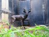 LOT 131 1x SWART ROOIBOK RAM/BLACK IMPALA RAM - 2