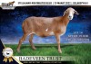 1X OOI/EWE MEATMASTER PREGNANT BADEVEEN TRUST