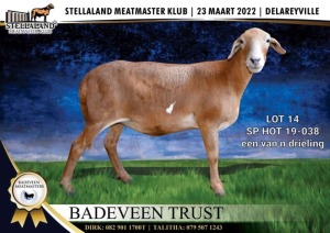 1X OOI/EWE MEATMASTER PREGNANT BADEVEEN TRUST