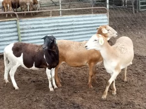 3X OOI/EWE MEATMASTER JACOB'S SHARE (PAY PER ANIMAL TO TAKE ALL)