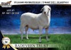 1X RAM MEATMASTER BADEVEEN TRUST