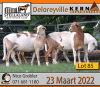 4X OOI/EWE MEATMASTER KERN MEATMASTERS (PAY PER ANIMAL TO TAKE THE LOT)