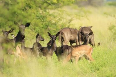 LOT 139  10x SWART ROOIBOK GEMENG/BLACK IMPALA MIX(PER STUK OM LOT TE NEEM/PER PIECE TO TAKE THE LOT)