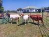 2X OOI/EWE MEATMASTER 1X PREGNANT ZEVENFONTEIN MEATMASTERS (PAY PER ANIMAL TO TAKE THE LOT)