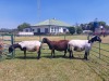 3X OOI/EWE MEATMASTER PREGNANT ZEVENFONTEIN MEATMASTERS (PAY PER ANIMAL TO TAKE THE LOT)