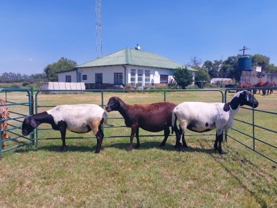 3X OOI/EWE MEATMASTER PREGNANT ZEVENFONTEIN MEATMASTERS (PAY PER ANIMAL TO TAKE THE LOT)