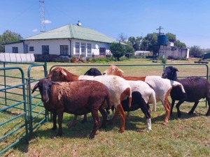 4X OOI/EWE MEATMASTER 3X PREGNANT ZEVENFONTEIN MEATMASTERS(PAY PER ANIMAL TO TAKE ALL)