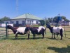 3X OOI/EWE MEATMASTER 2X PREGNANT ZEVENFONTEIN MEATMASTERS (PAY PER ANIMAL TO TAKE ALL)