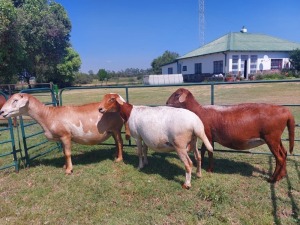 3X OOI/EWE MEATMASTER 2 x PREGNANT ZEVENFONTEIN MEATMASTERS (PAY PER ANIMAL TO TAKE ALL)