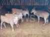 4X Eland Louis van der Merwe (Per Piece to take the lot/Per stuk om lot te neem)