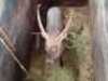 1X Waterbok Louis van der Merwe (Per Piece to take the lot/Per stuk om lot te neem)