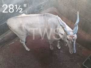 1X Eland FR Farming (Per Piece to take the lot/Per stuk om lot te neem)