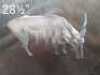 1X Eland FR Farming (Per Piece to take the lot/Per stuk om lot te neem)