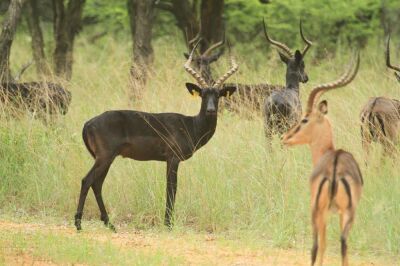 LOT 143 5x SWART ROOIBOK RAM/BLACK IMPALA RAM (PER STUK OM LOT TE NEEM/PER PIECE TO TAKE THE LOT)