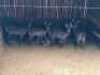 5+2X Waterbok Louis van der Merwe (Per Piece to take the lot/Per stuk om lot te neem)
