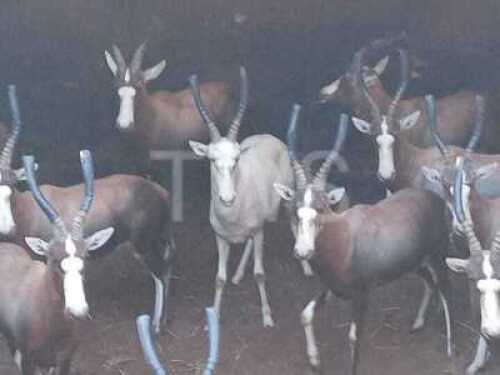 1X Wit Blesbok Visrivierbeleggings (Per Piece to take the lot/Per stuk om lot te neem)
