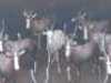 1X Wit Blesbok Visrivierbeleggings (Per Piece to take the lot/Per stuk om lot te neem)