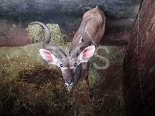 1X Koedoe Matopie Boerdery (Per Piece to take the lot/Per stuk om lot te neem)