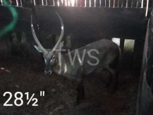 1X Waterbok FR Farming (Per Piece to take the lot/Per stuk om lot te neem)