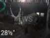 1X Waterbok FR Farming (Per Piece to take the lot/Per stuk om lot te neem)