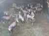16X Blesbok Visrivierbeleggings (Per Piece to take the lot/Per stuk om lot te neem)