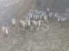 15X Blesbok Visrivierbeleggings (Per Piece to take the lot/Per stuk om lot te neem)