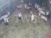 15X Blesbok Visrivierbeleggings (Per Piece to take the lot/Per stuk om lot te neem)