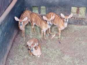 4X Njala Desert RainGame Breeders (Per Piece to take the lot/Per stuk om lot te neem)