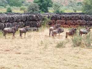 6+1X Blouwildebees Louis van der Merwe (Per Piece to take the lot/Per stuk om lot te neem)