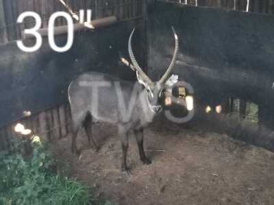 1X Waterbok FR Farming (Per Piece to take the lot/Per stuk om lot te neem)