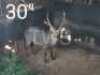 1X Waterbok FR Farming (Per Piece to take the lot/Per stuk om lot te neem)